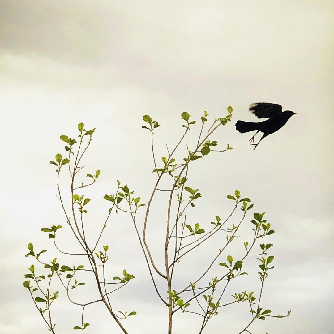 Bird takes flight from a small tree with leaves against a grey sky, creating a harmonious blend of nature and wildlife imagery.