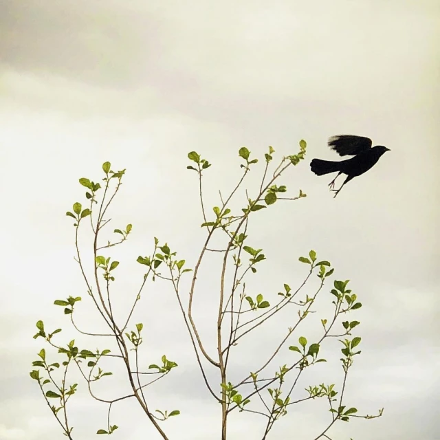 Bird takes flight from a small tree with leaves against a grey sky, creating a harmonious blend of nature and wildlife imagery.