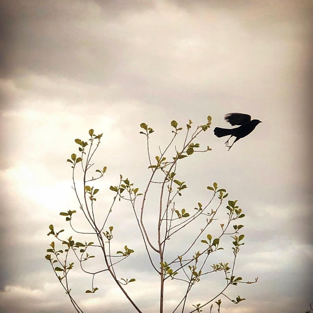 A silhouetted black bird is in flight near a young tree with green leaves against an overcast sky with clouds and soft natural light.