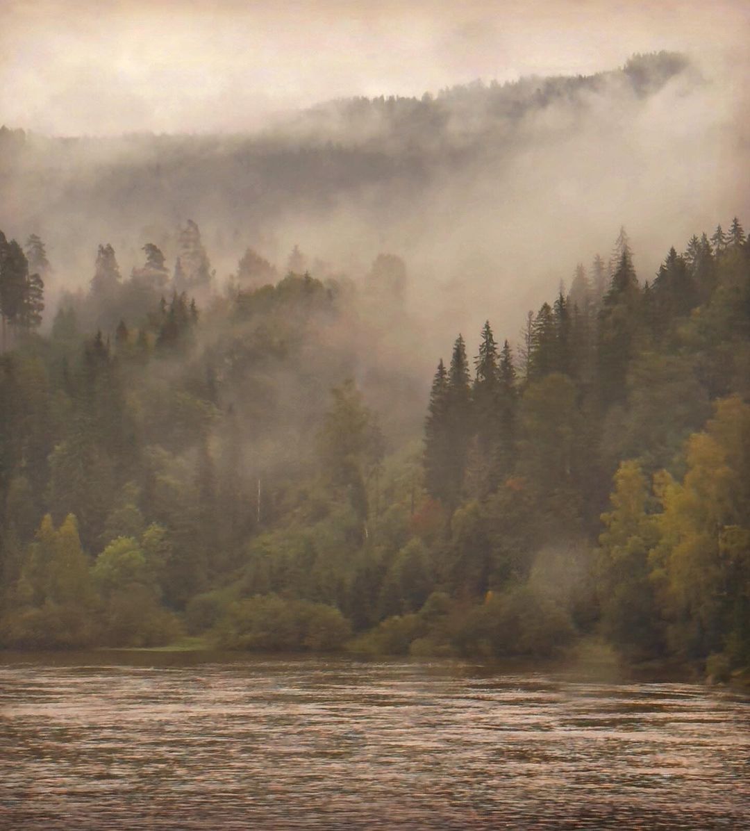 Misty forest landscape featuring evergreen trees along a riverbank shrouded in fog, creating a serene and atmospheric nature scene.