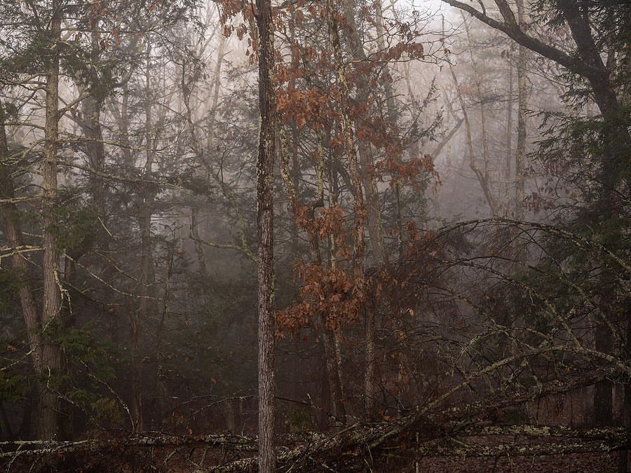 Foggy woodland landscape featuring trees and fallen branches on a forest floor. Misty conditions obscure the depth of the wooded area.