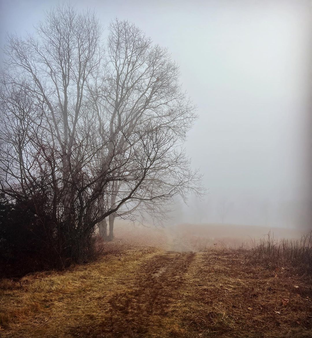 Misty landscape features bare trees along a grassy path on a foggy day, creating a tranquil and ethereal nature scene.