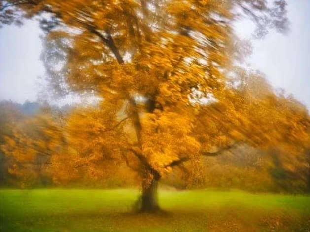 Blurred view of a golden tree in a field during autumn, captured with intentional camera movement to create a sense of motion.
