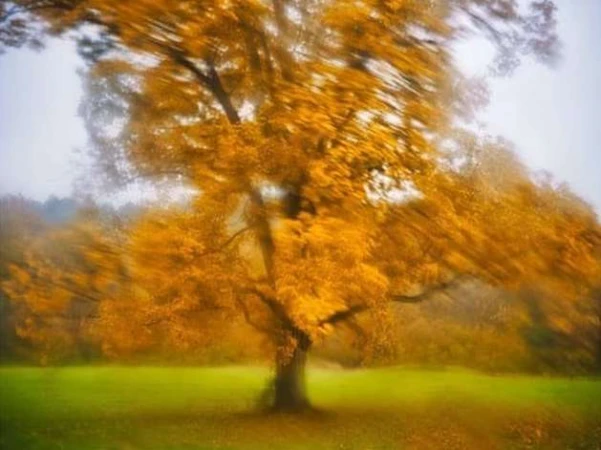 Blurred view of a golden tree in a field during autumn, captured with intentional camera movement to create a sense of motion.