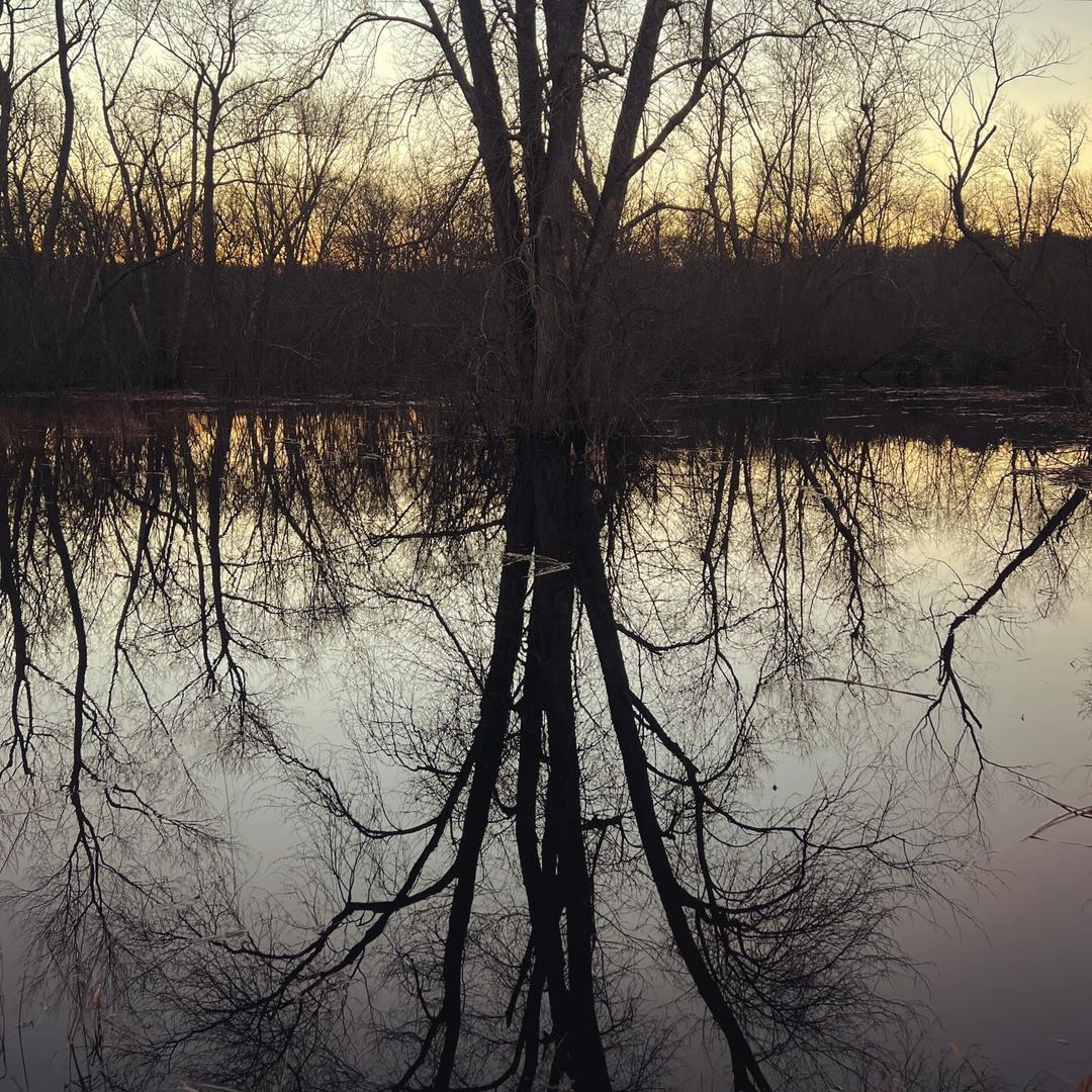 Bare tree reflecting on the surface of a body of water during the dusk, with silhouettes of trees in the background.