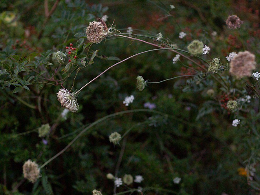 Delicate, lacy wildflower arrangement featuring Queen Anne's Lace with greenery, in a natural outdoor setting, creating a serene floral scene.