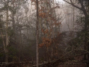 Misty forest landscape featuring bare tree trunks, entangled branches, and scattered patches of brown autumn leaves.