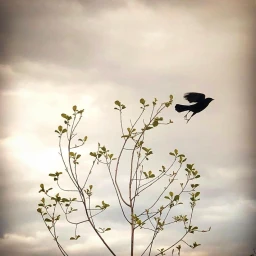 Silhouette of a bird taking flight from a thin branching sapling against an overcast sky.