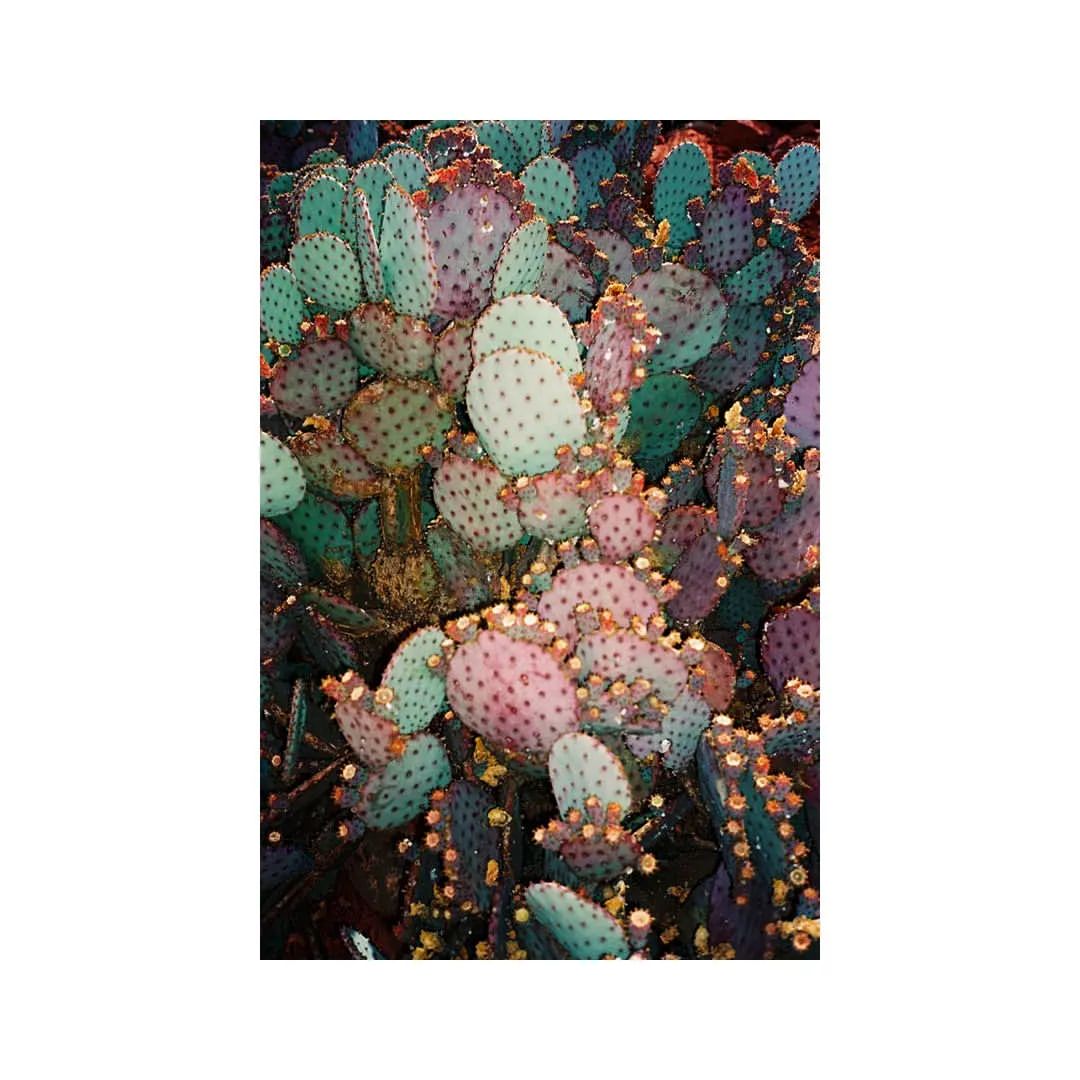 Close-up of a vibrant prickly pear cactus with flat, rounded pads in shades of green, pink, and purple, adorned with numerous small spines.
