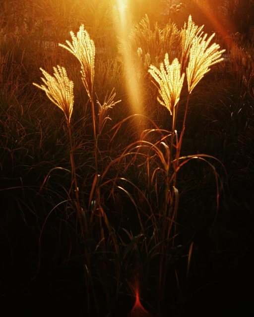 Sunlit ornamental grasses glow against a dark background. The grasses have feathery plumes and slender stems, creating a natural, artistic scene.