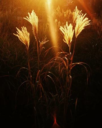 Sunlit ornamental grasses glow against a dark background. The grasses have feathery plumes and slender stems, creating a natural, artistic scene.