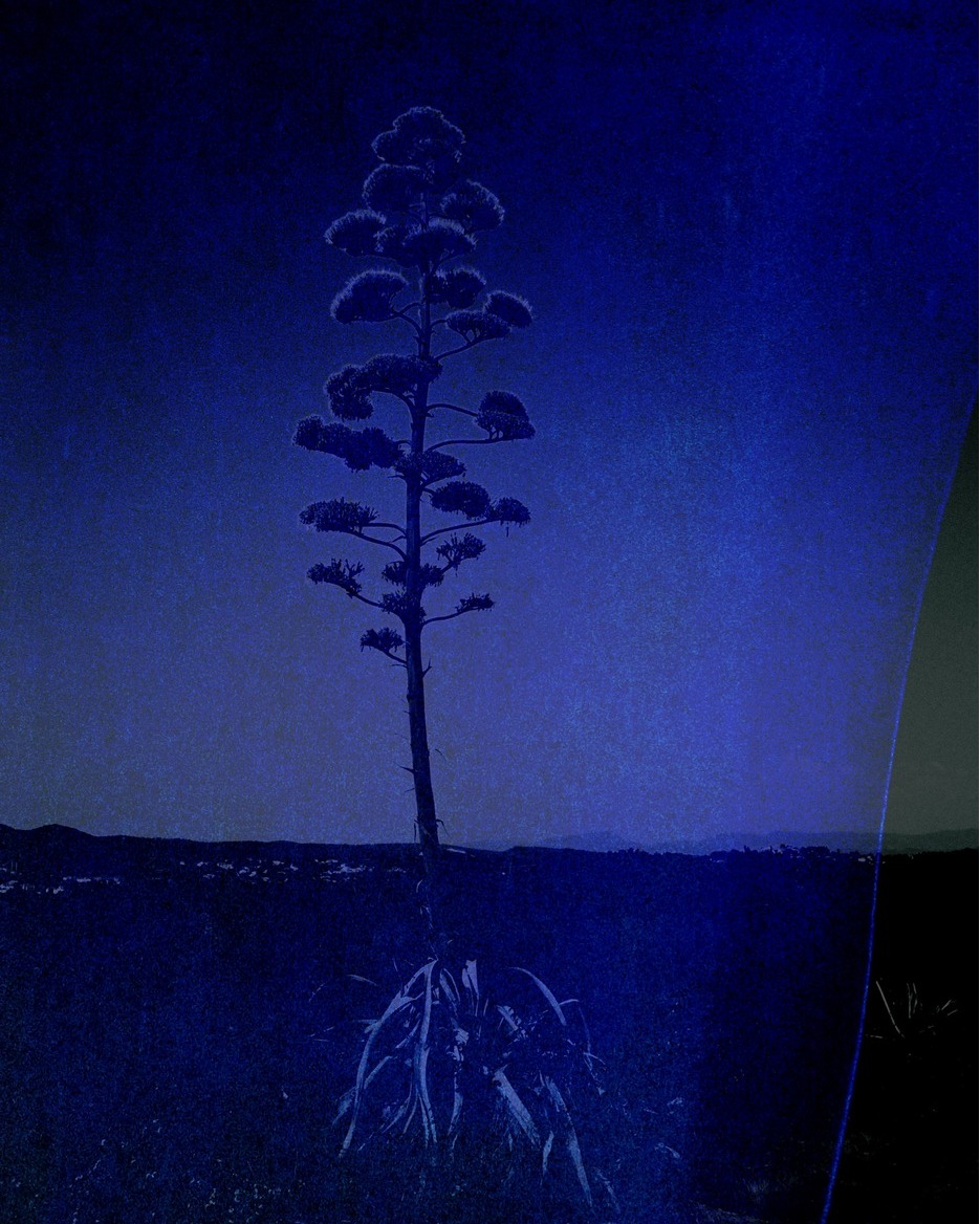 Tall agave plant stands prominently in a field against a dusk or night sky, showcasing its unique silhouette and botanical structure.