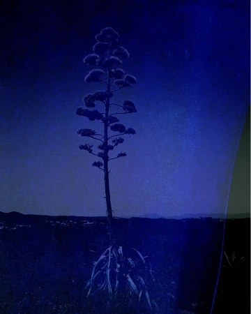 Tall agave plant stands prominently in a field against a dusk or night sky, showcasing its unique silhouette and botanical structure.