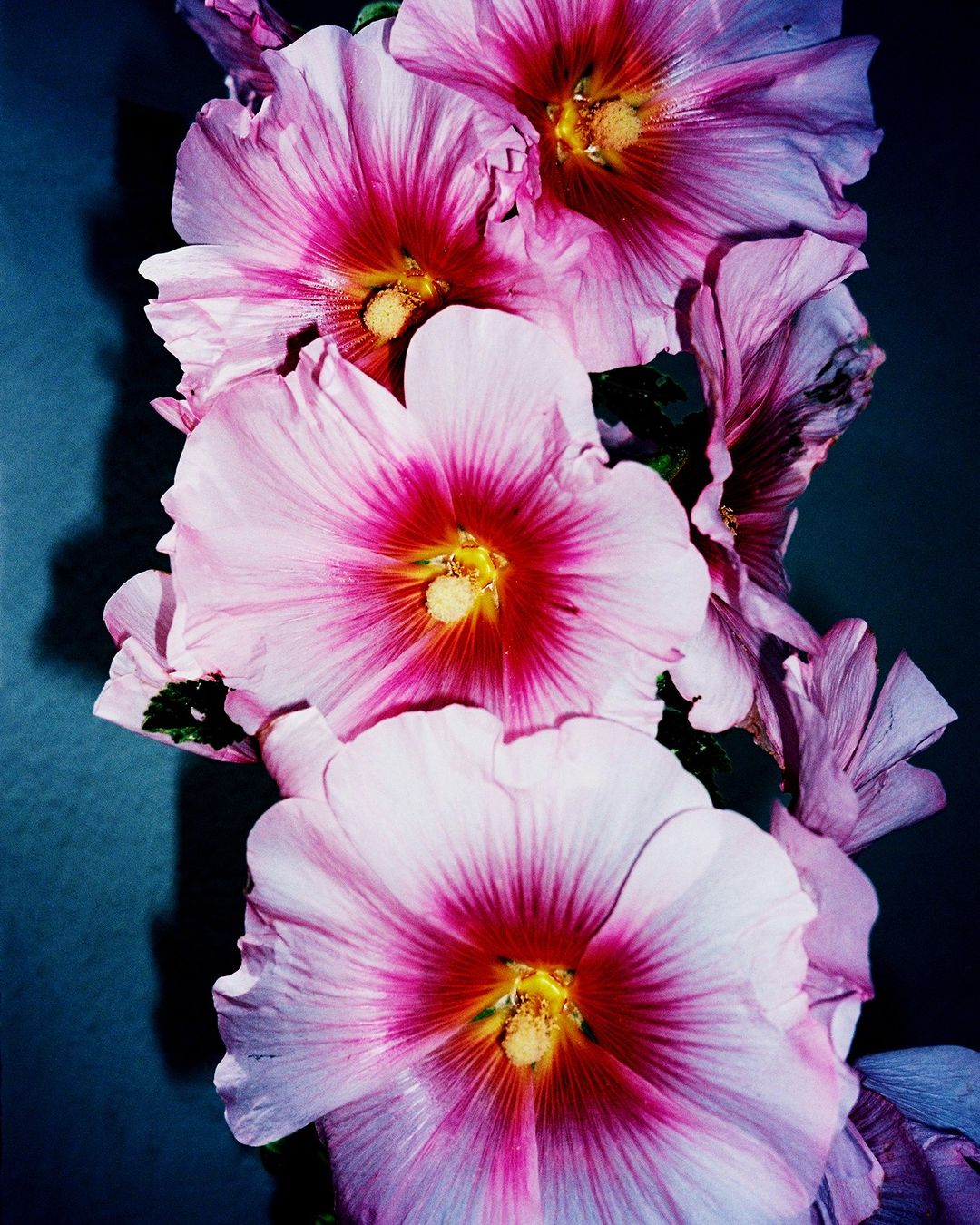 Close-up of a cluster of pink Hollyhock flowers with a dark blue background, showcasing the detailed petals and vibrant colors.