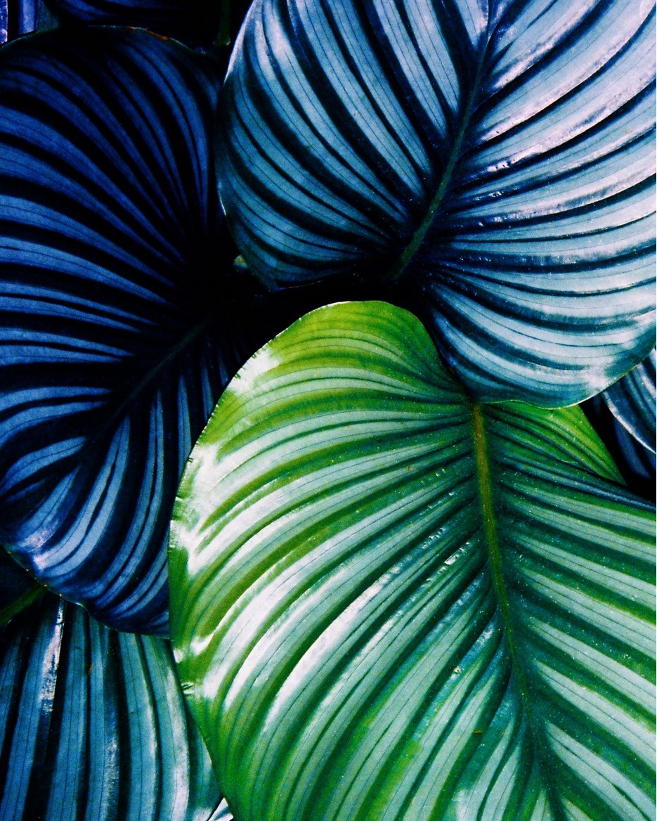Striking close-up of vibrant green and blue-striped calathea leaves, showcasing their glossy texture and natural patterns.