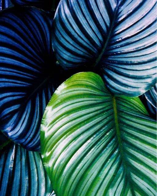 Striking close-up of vibrant green and blue-striped calathea leaves, showcasing their glossy texture and natural patterns.