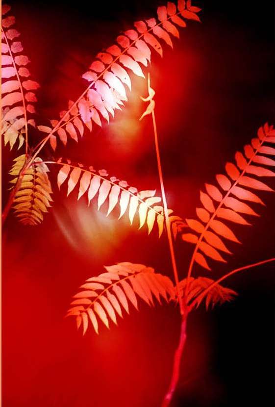 Abstract nature photography: fern fronds with textured leaves glow in warm red and orange light against a dark and blurred background.