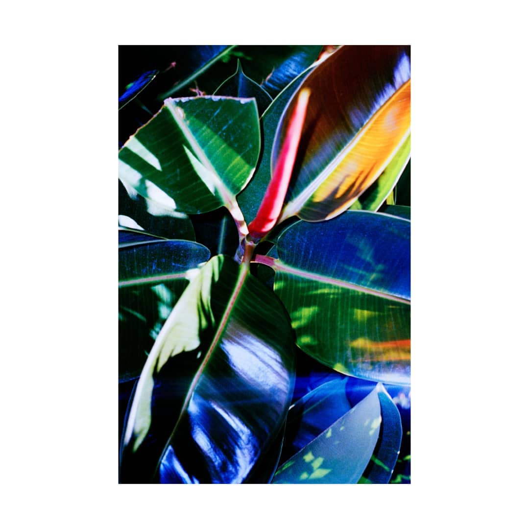 Vibrant image showcases close-up of a plant with large, glossy green and blue leaves, highlighted with red stem and colorful reflections.