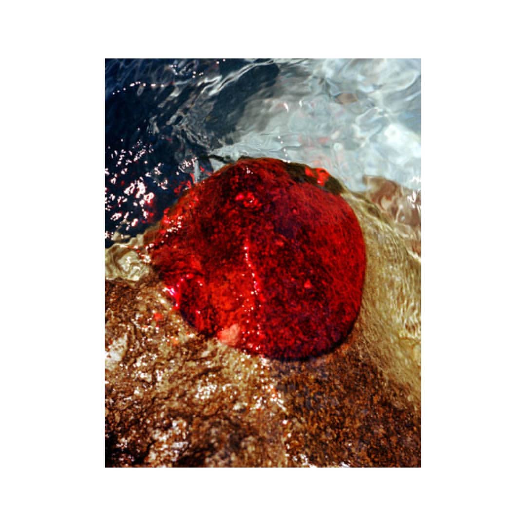 Underwater photo of red rock covered in sea algae, surrounded by clear water with sun-dappled reflections in an outdoor setting.