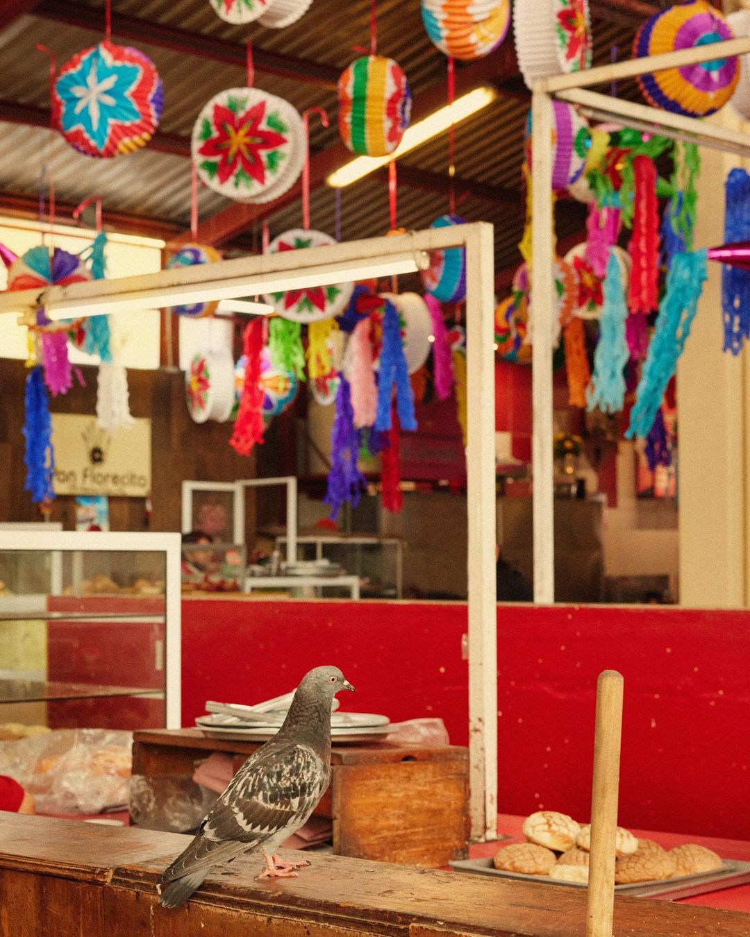 Pigeon perched on a wooden counter with colorful Mexican paper lanterns hanging above in an indoor market setting with baked goods.