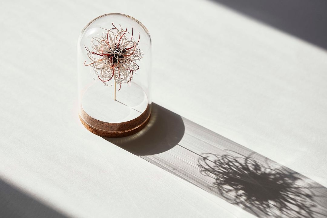 Botanical specimen inside glass cloche on white surface with strong sunlight casting shadow with detailed swirling lines and forms.