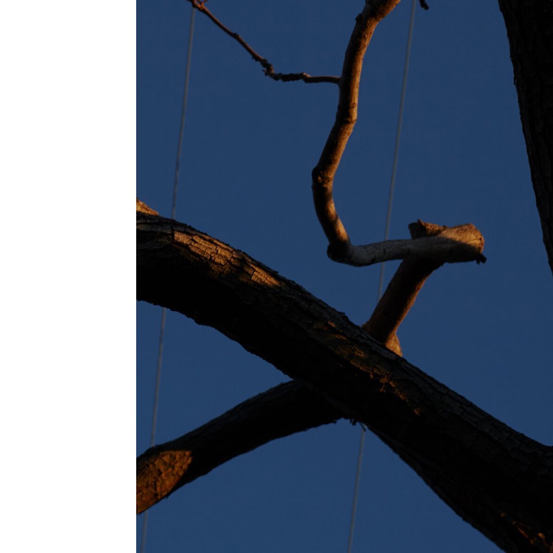 Bare tree branches silhouetted against a vivid blue sky in a striking natural composition, showcasing warm hues and stark contrast.