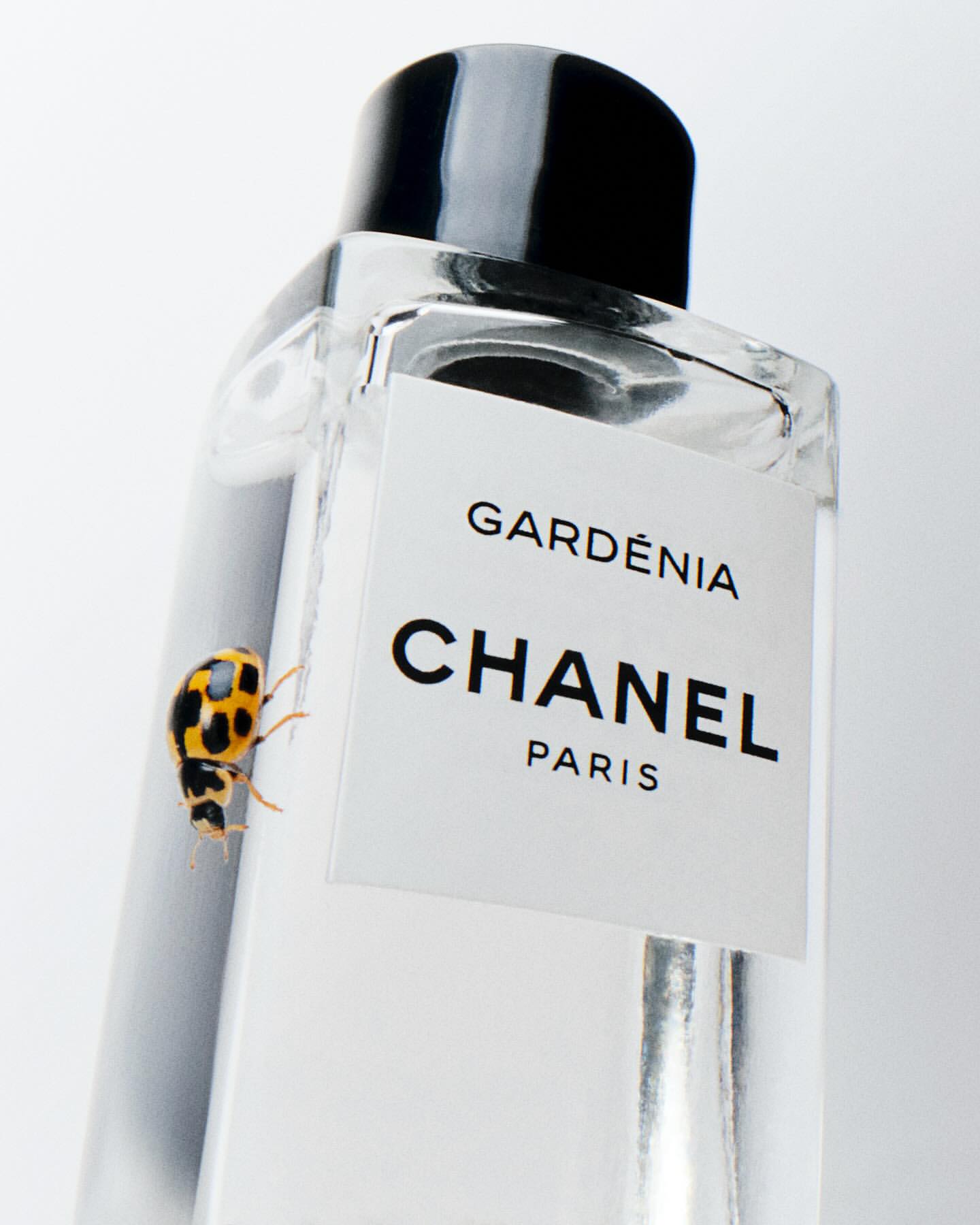 Close-up shot of a yellow ladybug crawling on a clear glass Chanel Gardenia perfume bottle against a white backdrop.