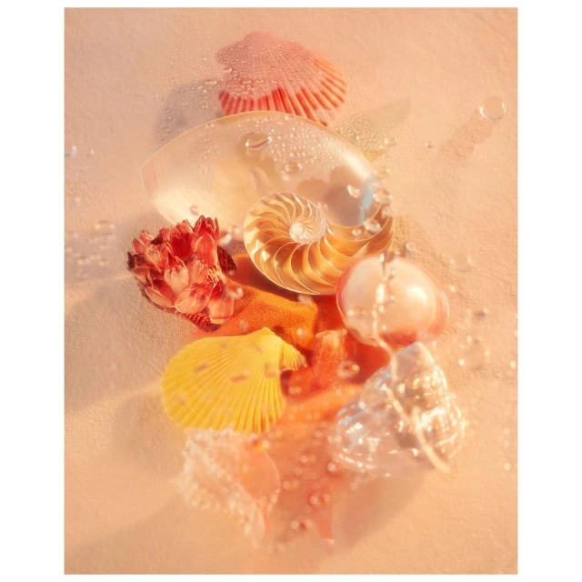 Assortment of colorful seashells and water droplets arranged on a light sand-colored surface in a soft, diffused lighting setting.