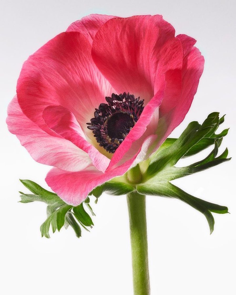 Close-up studio shot of a pink anemone flower with a dark center and green stem against a bright white background, showcasing botanical beauty.