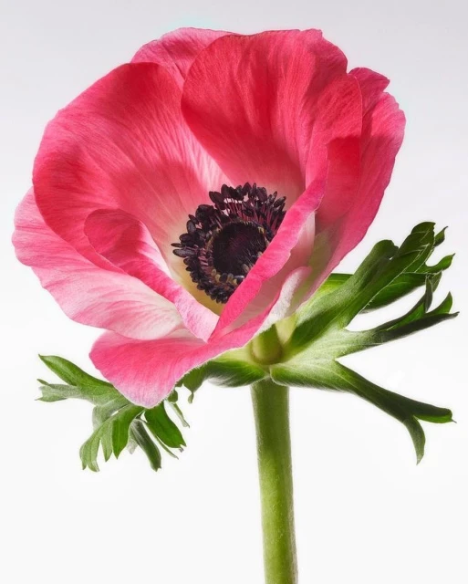 Close-up studio shot of a pink anemone flower with a dark center and green stem against a bright white background, showcasing botanical beauty.