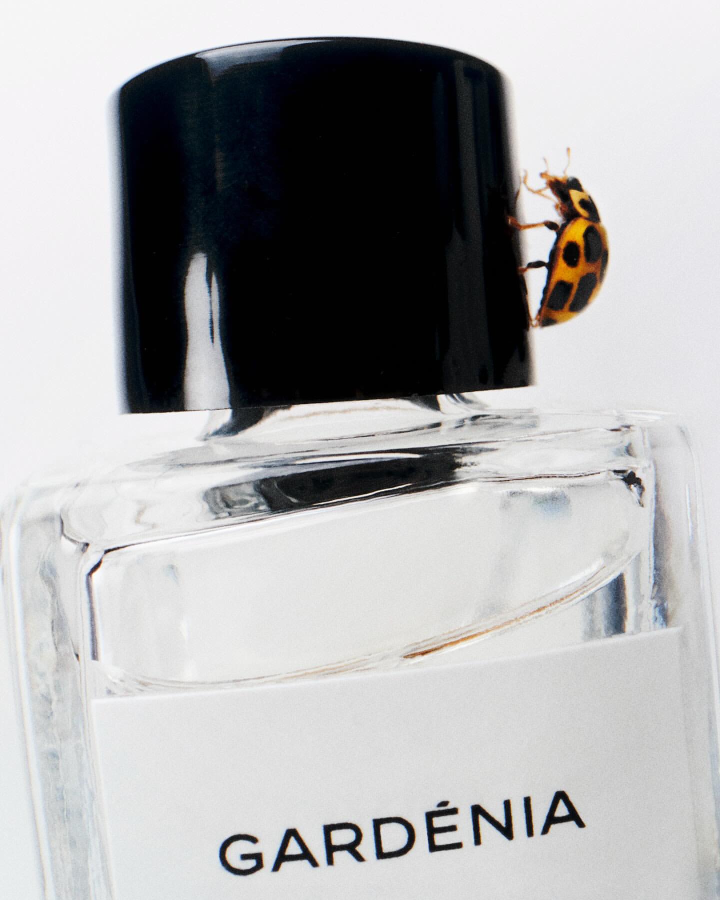 Macro studio shot of a perfume bottle with a yellow ladybug climbing on the cap against a white backdrop for beauty advertisement.