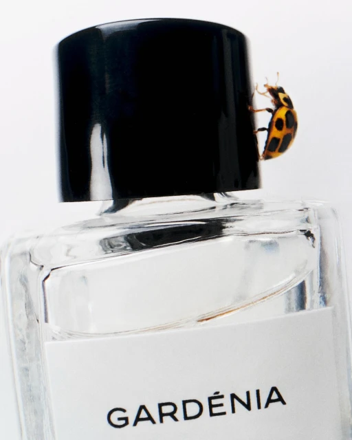 Macro studio shot of a perfume bottle with a yellow ladybug climbing on the cap against a white backdrop for beauty advertisement.