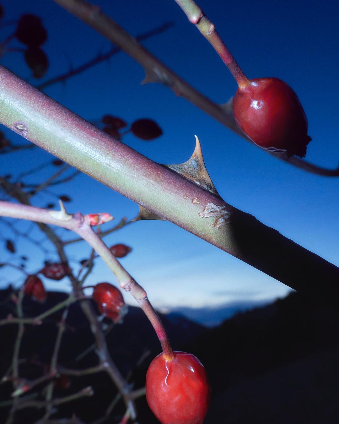 Close-up of spiky rose branch with bright red rose hips against a gradient blue sky. Mountain silhouettes in the distance.