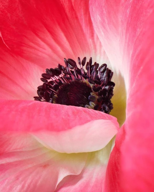 Macro photograph of a pink flower with a dark purple center and white accents, capturing intricate details of the flower's petals and stamen.
