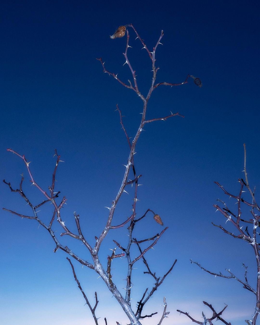 Branches with thorns against a dark blue sky in a vertical composition focusing on form and texture. Late evening natural light.