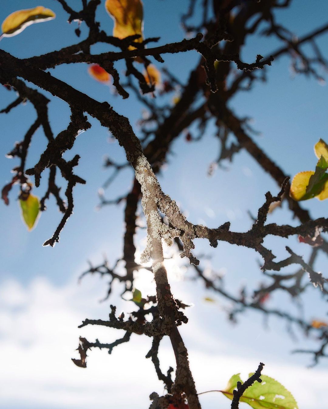 Close-up of tree branches against a blue sky, some with yellow-green leaves and white crystallized ice.