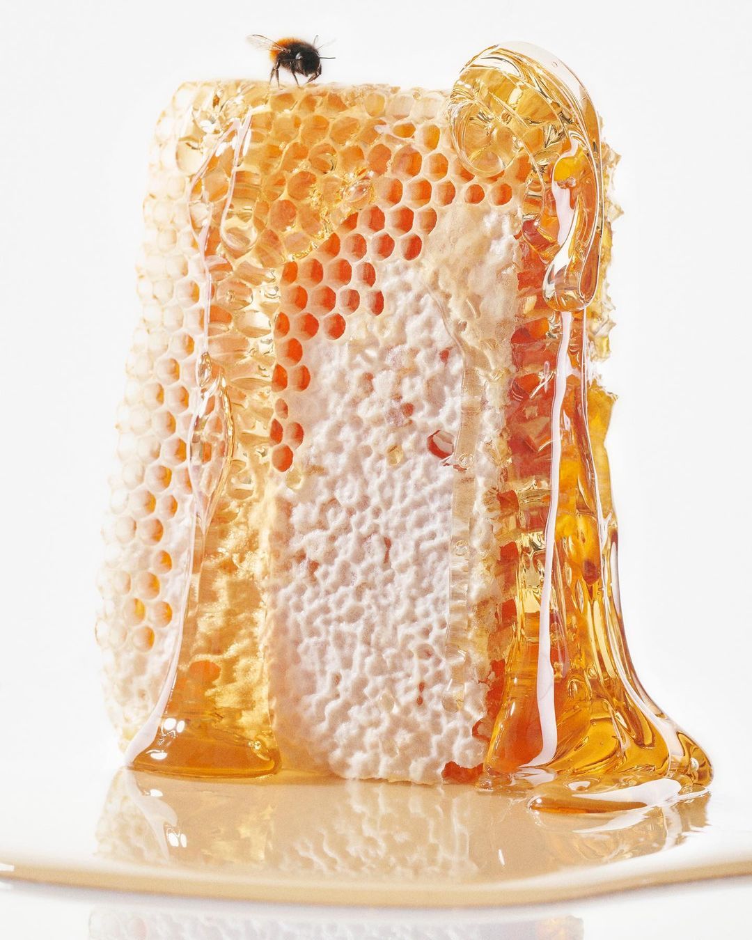 Close-up studio shot of dripping honey and honeycomb with a bee on top against a plain white background, displaying food photography.
