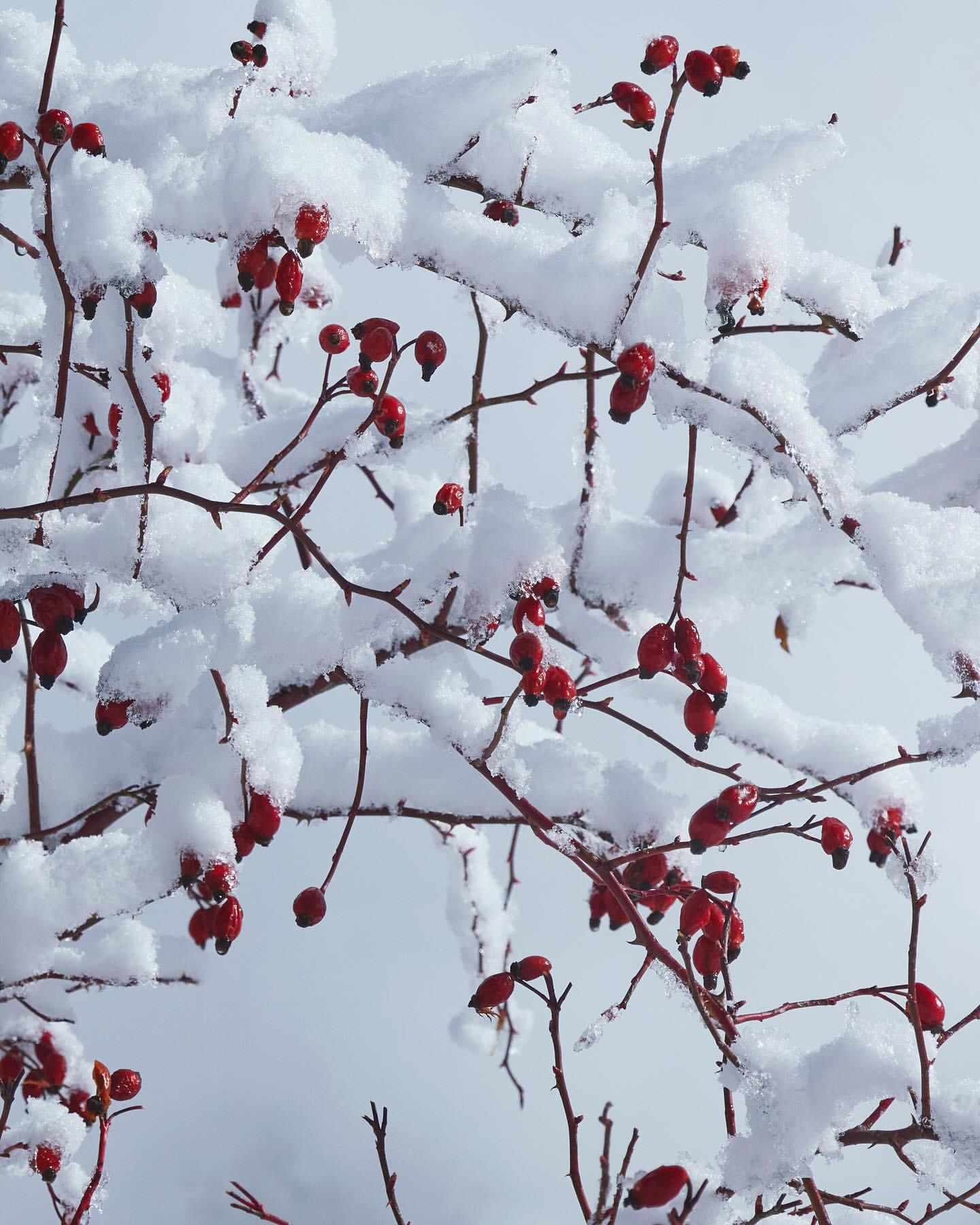 Close-up of snow-covered red berries on bare branches against a soft, diffused sky, creating a serene winter scene.