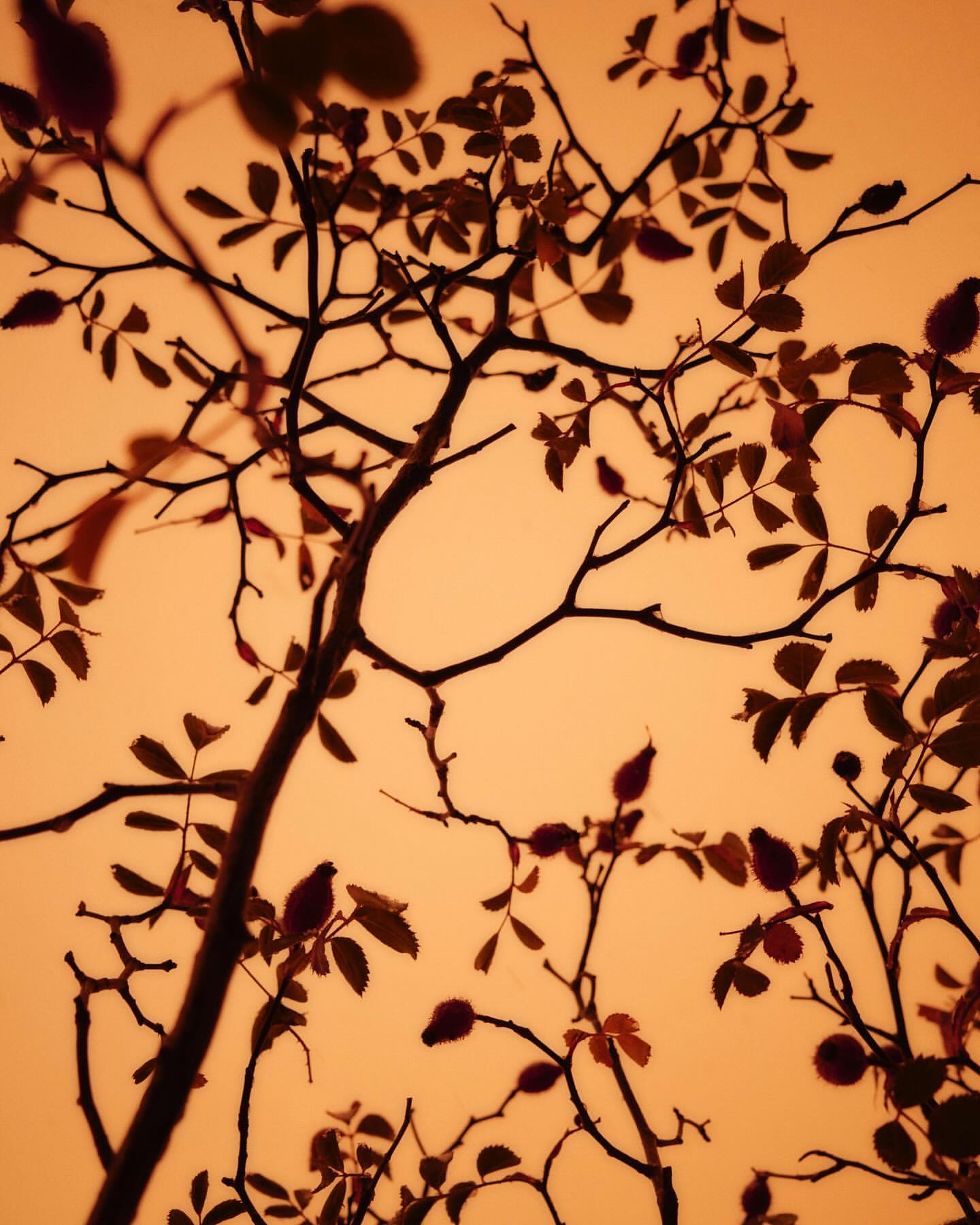 Silhouette of tree branches with leaves against a warm orange background, creating a stark contrast and artistic nature scene.