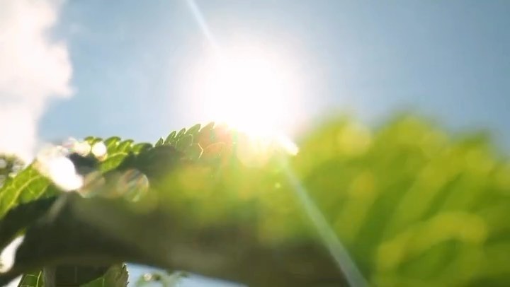 Low-angle shot of vibrant green leaves under a bright, diffused sun and a clear blue sky, creating a fresh, natural background.