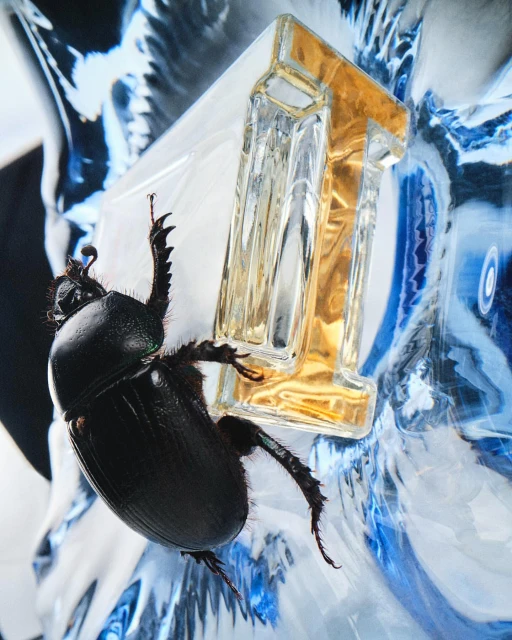 Black beetle climbing a gold and clear rectangular perfume bottle against a blue and white textured background in a studio setup.