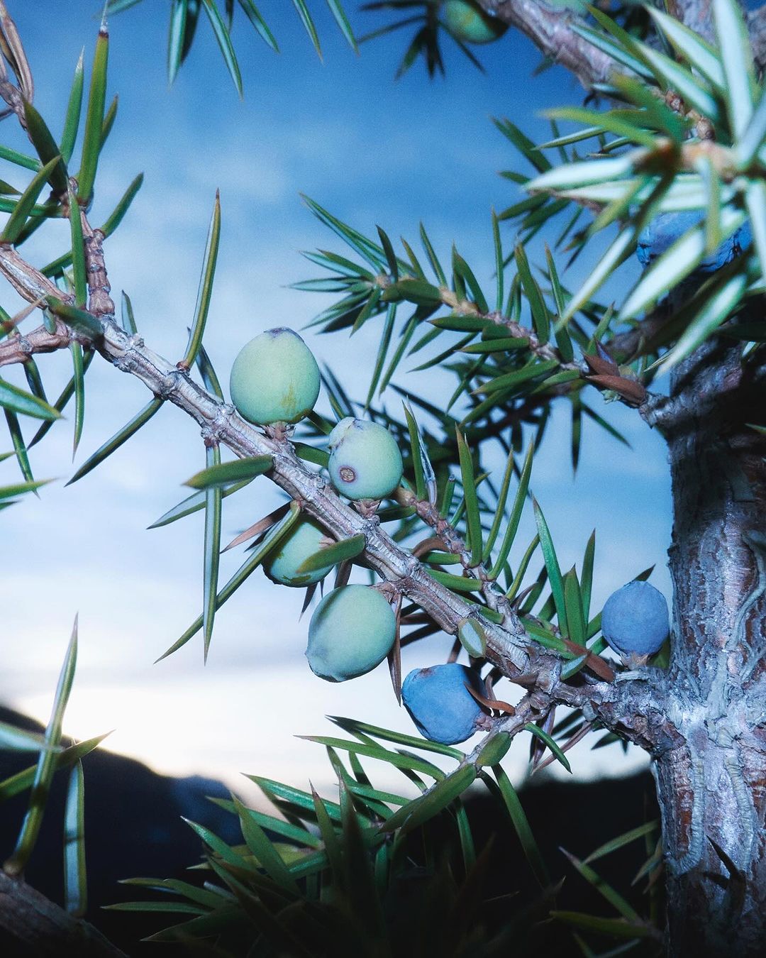 Close-up of a juniper branch showcasing green and blue berries against a soft blue sky, evoking a serene natural scene.