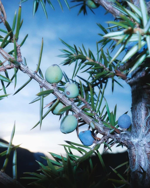 Marion Maimon