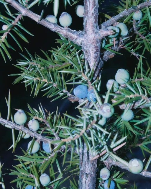 Close-up photo of a juniper tree branch with green needle-like leaves and blue berries against a dark background, emphasizing texture.