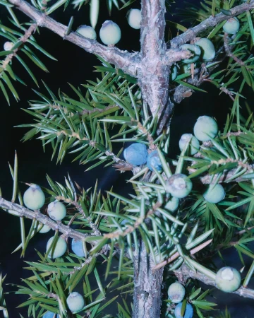 Close-up photo of a juniper tree branch with green needle-like leaves and blue berries against a dark background, emphasizing texture.