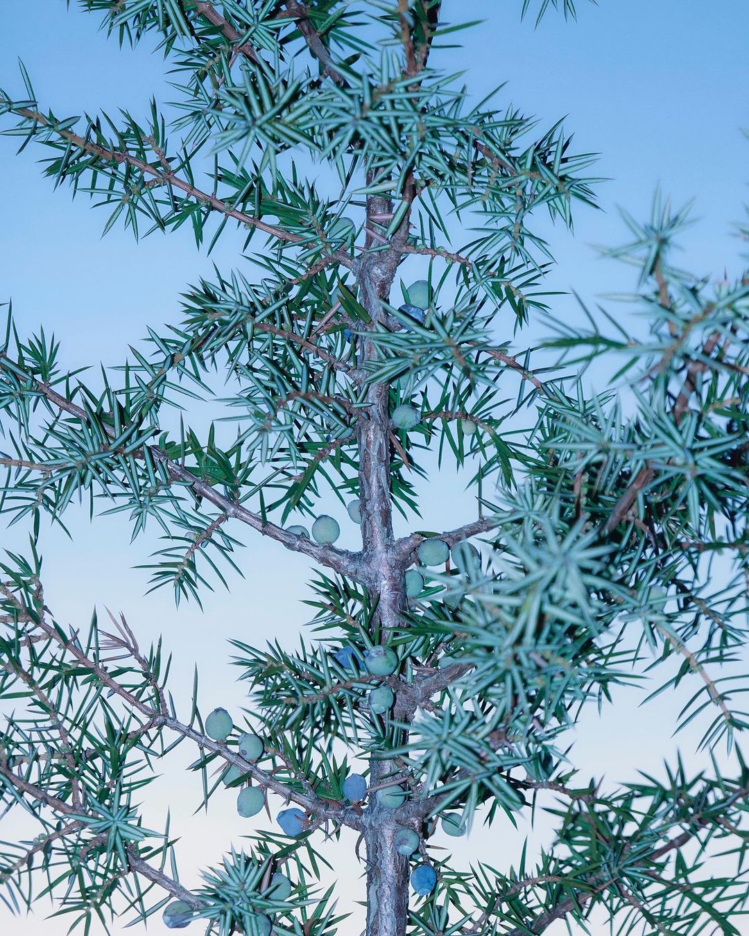 Close-up of a coniferous tree with green needles and blue berries against a clear blue sky. Arboriculture and botanical theme.