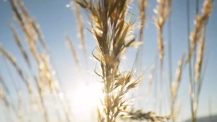 Close-up of golden wheat stalks against a clear blue sky, bathed in bright sunlight, creating a warm, natural, and idyllic rural scene.