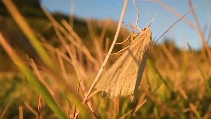 Closeup of moth perched on blades of grass, bathed in warm light against a blurred landscape backdrop, creating a serene natural scene.
