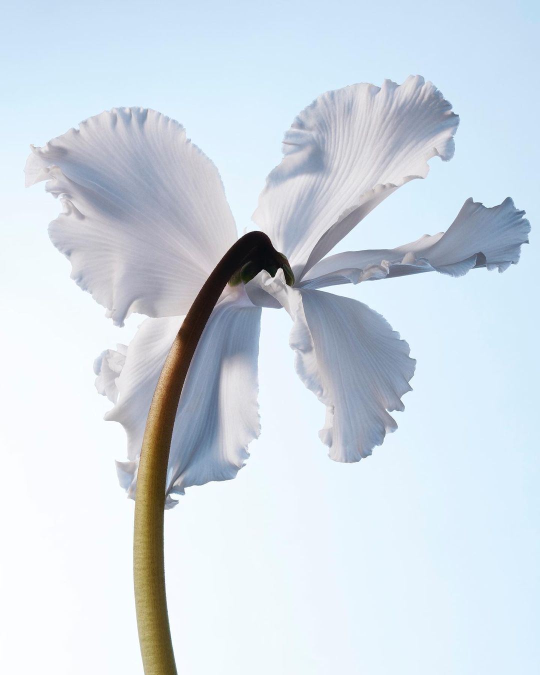 Close-up, low angle view of a cyclamen flower with ruffled petals and a slender stem against a soft, light blue background. Floral beauty.