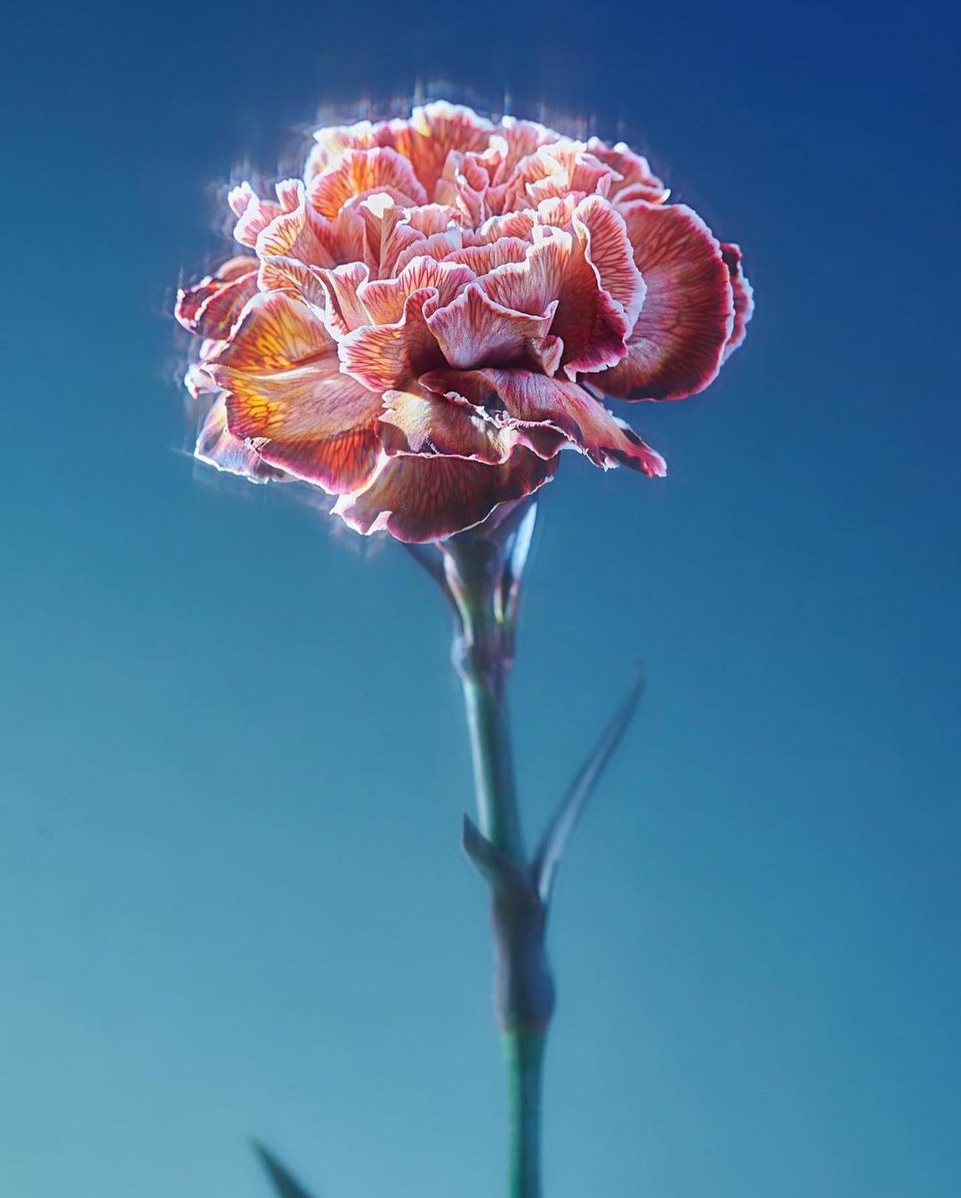 Close-up studio shot of a pink carnation with stem on a blue background. The petals are ruffled and slightly faded, giving it an elegant look.